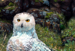 Snowy Owl closer-up