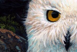 Snowy Owl detail